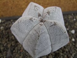 Astrophytum Onzuko  8 cm - 12403491
