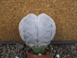 Astrophytum Onzuko  8 cm - 12403492