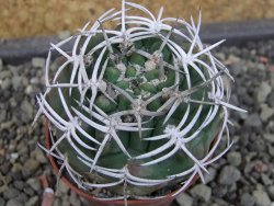 Gymnocalycium pugionacanthum VS52 Anillaco pot 5,5 cm