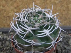 Gymnocalycium pugionacanthum VS52 Anillaco pot 5,5 cm - 12403494