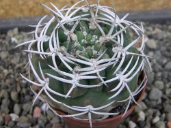 Gymnocalycium pugionacanthum VS52 Anillaco pot 5,5 cm - 12403495