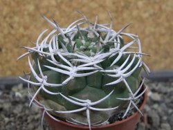 Gymnocalycium pugionacanthum VS52 Anillaco pot 5,5 cm - 12403496