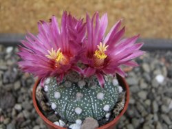 Astrophytum niveum X red flower oibo akabana, pot 5,5 cm