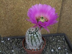 Echinocereus reichenbachii albispinus x bayleyi pot 8,5 cm