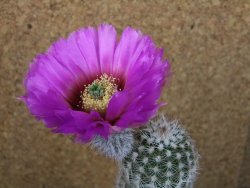 Echinocereus reichenbachii albispinus x bayleyi pot 8,5 cm