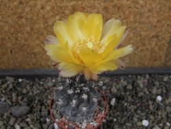 Acanthocalycium glaucum pot 5,5