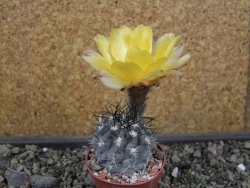 Acanthocalycium glaucum pot 5,5 - 12403579
