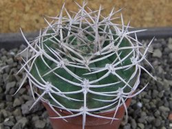 Gymnocalycium pugionacanthum VS52 Anillaco pot 5,5 cm