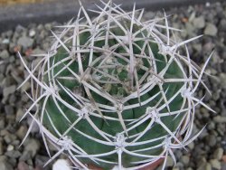 Gymnocalycium pugionacanthum VS52 Anillaco pot 5,5 cm - 12403586