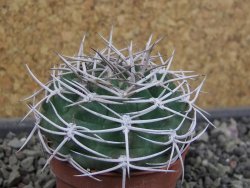 Gymnocalycium pugionacanthum VS52 Anillaco pot 5,5 cm - 12403587
