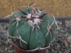 Echinocactus horizonthalonius RS 1038 La Trinidad, SLP pot 5,5 cm