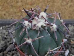 Echinocactus horizonthalonius RS 1038 La Trinidad, SLP pot 5,5 cm