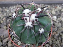 Echinocactus horizonthalonius RS 1038 La Trinidad, SLP pot 5,5 cm