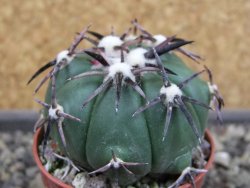 Echinocactus horizonthalonius RS 1038 La Trinidad, SLP pot 5,5 cm - 12403602