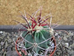 Echinocactus parryi Ciudad Juarez, pot 5,5 cm