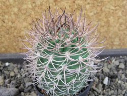 Pyrrhocactus bulbocalyx, pot 5,5 cm