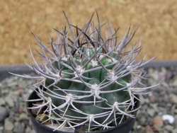Pyrrhocactus bulbocalyx, pot 5,5 cm