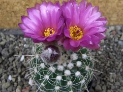 Notocactus uebelmannianus pot 5,5 cm