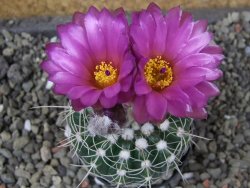 Notocactus uebelmannianus pot 5,5 cm - 12403626