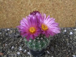 Notocactus uebelmannianus pot 5,5 cm