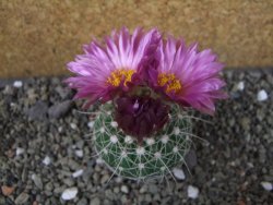 Notocactus uebelmannianus pot 5,5 cm - 12403630
