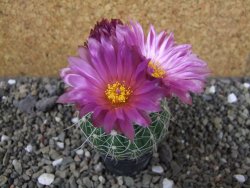 Notocactus uebelmannianus pot 5,5 cm - 12403631