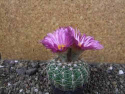 Notocactus uebelmannianus pot 5,5 cm - 12403632