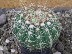Notocactus uebelmannianus pot 5,5 cm - 12403633