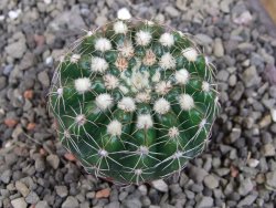 Notocactus uebelmannianus pot 5,5 cm