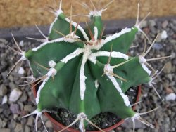 Astrophytum Dinosaur (Fukurio Hannya) pot 6,5 cm