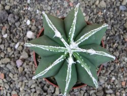 Astrophytum Dinosaur (Fukurio Hannya) pot 6,5 cm