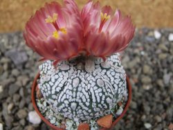 Astrophytum Super Kabuto X red flower oibo, pot 5,5 cm