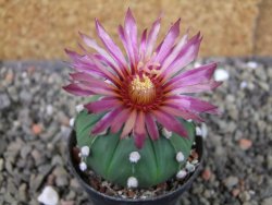 Astrophytum asterias nudum X red flower oibo, pot 5,5 cm