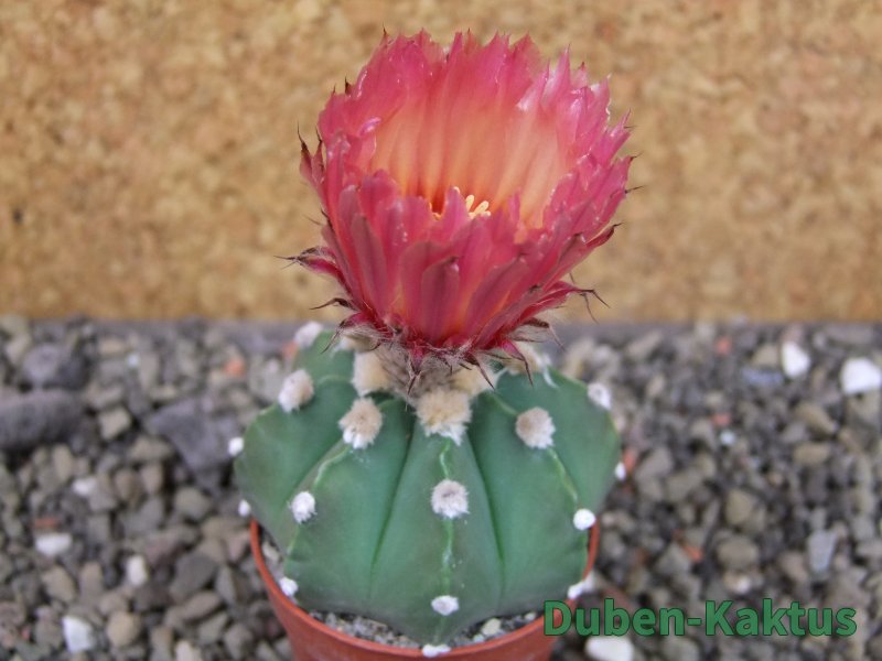 Astrophytum niveum nudum X red flower oibo, pot 5,5 cm