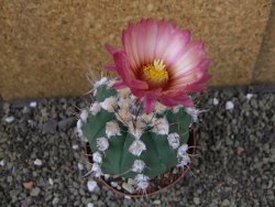 Astrophytum niveum nudum X red flower oibo, pot 9 cm