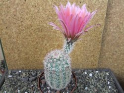 Echinocereus dasyacanthus výběr z květů, pot 9 cm