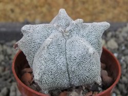 Asrophytum coahuilense Hakuran, pot 5,5 cm