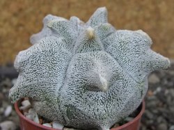 Asrophytum coahuilense Hakuran, pot 5,5 cm
