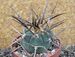 Gymnocalycium armatum LH1431 Pajcho centro, Tarija, pot 6,5 cm