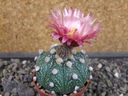 Astrophytum asterias X red flower oibo, pot 5,5 cm