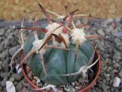 Echinocactus horizonthalonius Jacales, pot 5,5 cm