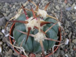 Echinocactus horizonthalonius Jacales, pot 5,5 cm - 12403789