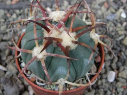 Echinocactus horizonthalonius Jacales, pot 5,5 cm