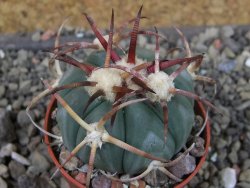 Echinocactus horizonthalonius Jacales, pot 5,5 cm - 12403793