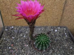 Echinopsis hybrid pot 6,5 cm - 12403804