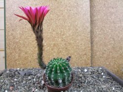 Echinopsis hybrid pot 6,5 cm - 12403805