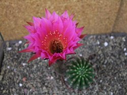 Echinopsis hybrid pot 6,5 cm