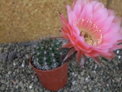Echinopsis hybrid pot 6,5 cm