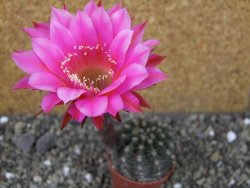 Echinopsis hybrid pot 5,5 cm