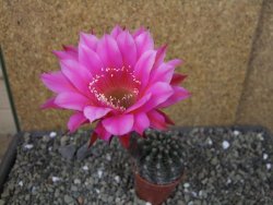 Echinopsis hybrid pot 5,5 cm - 12403817